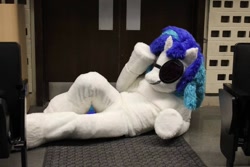 Size: 960x640 | Tagged: safe, imported from derpibooru, dj pon-3, vinyl scratch, human, clothes, cosplay, costume, fursuit, irl, irl human, lying down, photo, solo, vinyl's glasses