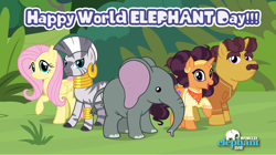 Size: 5360x3009 | Tagged: safe, artist:andoanimalia, imported from derpibooru, coriander cumin, fluttershy, muriel, saffron masala, zecora, elephant, pegasus, unicorn, zebra, female, male, sweet feather sanctuary, world elephant day