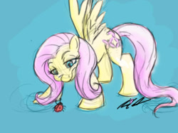 Size: 454x340 | Tagged: safe, artist:itsteriyaki, imported from derpibooru, fluttershy, insect, ladybug, pegasus, pony, signature, simple background, solo