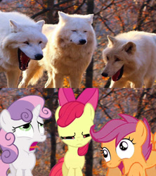 Size: 800x900 | Tagged: safe, edit, edited screencap, editor:torpy, imported from derpibooru, screencap, apple bloom, scootaloo, sweetie belle, earth pony, pegasus, pony, unicorn, wolf, comparison, cutie mark crusaders, female, filly, laughing wolves meme, meme