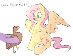 Size: 1186x908 | Tagged: safe, artist:vetta, imported from derpibooru, fluttershy, twilight sparkle, bird, duck, pegasus, pony, blushing, chest fluff, cute, dialogue, female, hoof hold, mare, offscreen character, op, opbetes, open mouth, shyabetes, simple background, sitting, spread wings, talking, white background, wings