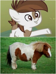 Size: 1500x1999 | Tagged: safe, edit, imported from derpibooru, screencap, pipsqueak, horse, pony, shetland pony, derpibooru, coat markings, colt, comparison, grass, irl, irl horse, juxtaposition, male, meta, nudity, partay, photo, pinto, sheath