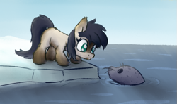 Size: 773x458 | Tagged: safe, artist:anonymous, imported from derpibooru, oc, oc only, oc:dry kindling, pony, seal, cute, female, filly, ice, looking at each other, ocbetes, sketch, snow mare, snowpony (species), taiga pony, water, yakutian horse