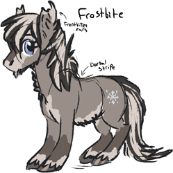 Size: 1359x1362 | Tagged: safe, artist:anonymous, imported from ponybooru, oc, oc only, oc:frostbite, pony, /mlp/, blaze (coat marking), coat markings, dorsal stripe, female, fluffy, frostbitten, looking at you, mare, pale belly, reference sheet, simple background, snowpony (species), socks (coat marking), taiga pony, unshorn fetlocks, white background