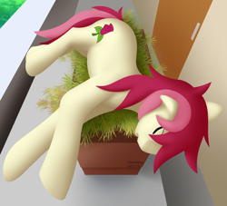 Size: 2500x2270 | Tagged: safe, artist:dash wang, imported from derpibooru, roseluck, earth pony, pony, behaving like a cat, eyes closed, female, mare, sleeping, solo
