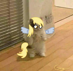 Size: 1746x1718 | Tagged: safe, artist:realgero, imported from derpibooru, derpy hooves, cat, photo, solo, wings