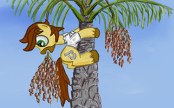 Size: 1920x1200 | Tagged: safe, artist:battyboopers, artist:staremastershy, imported from derpibooru, oc, oc only, oc:calpain, earth pony, date palm, earth pony oc, food, male, newbie artist training grounds, pun, solo, tree, visual pun