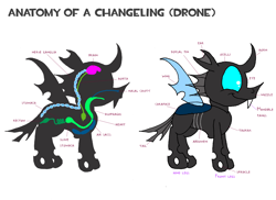 Size: 3508x2552 | Tagged: safe, artist:dragonboi471, imported from derpibooru, changeling, anatomy, anatomy chart, caption, chart, concave belly, image macro, organs, solo, text