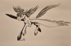 Size: 3144x2019 | Tagged: safe, artist:cahandariella, imported from derpibooru, rainbow dash, pegasus, pony, flying, ink drawing, inktober, monochrome, solo, spread wings, traditional art, wings