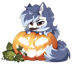 Size: 1500x1337 | Tagged: safe, alternate version, artist:arctic-fox, imported from derpibooru, part of a set, oc, oc only, oc:ash wing, earth pony, pony, alternate character, commission, knife, mouth hold, pumpkin, simple background, solo, transparent background, ych result
