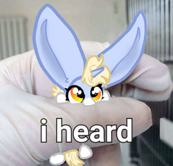 Size: 540x516 | Tagged: safe, artist:nootaz, imported from derpibooru, oc, oc only, oc:nootaz, human, pony, unicorn, big ears, cute, female, holding a pony, impossibly large ears, in goliath's palm, mare, ocbetes, ponified animal photo, ponified image, reference in the comments, size difference, text