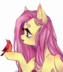 Size: 1889x2160 | Tagged: safe, artist:ruru_01, imported from derpibooru, fluttershy, bird, pegasus, pony, beanbrows, bust, chest fluff, cute, ear fluff, eyebrows, female, folded wings, high res, looking at someone, mare, open mouth, profile, raised hoof, simple background, solo, white background, wings