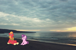 Size: 2048x1365 | Tagged: safe, artist:cloudyglow, artist:osipush, imported from derpibooru, big macintosh, sugar belle, earth pony, pony, unicorn, beach, california, female, irl, male, manhattan beach, mare, photo, ponies in real life, shipping, smiling, stallion, straight, sugarmac