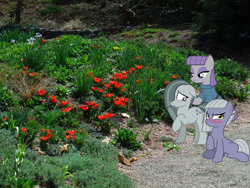 Size: 1920x1440 | Tagged: safe, artist:gamemasterluna, artist:jhayarr23, imported from derpibooru, limestone pie, marble pie, maud pie, earth pony, pony, blushing, colorado, denver, female, floppy ears, garden, irl, mare, photo, pie sisters, ponies in real life, siblings, sisters, story included