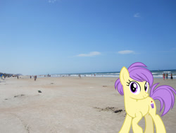 Size: 2048x1536 | Tagged: safe, artist:cheezedoodle96, artist:jaredking779, edit, imported from derpibooru, berry sweet, earth pony, pony, background pony, beach, daytona beach, female, florida, friendship student, irl, looking at you, mare, photo, ponies in real life, sand, smiling, solo