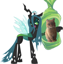 Size: 504x507 | Tagged: safe, queen chrysalis, oc, oc:ginger 1st, cat, changeling, changeling queen, series:cat life, cocoon, female, love, королева кошек