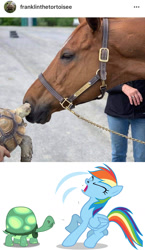 Size: 857x1481 | Tagged: safe, artist:sersys, imported from derpibooru, rainbow dash, tank, horse, human, pegasus, pony, tortoise, female, gross, irl, irl horse, irl human, irl tortoise, mare, nose hair, ouch, pain, photo