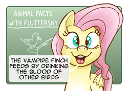 Size: 2499x1776 | Tagged: safe, artist:doodledonutart, imported from derpibooru, fluttershy, bird, pegasus, pony, chalkboard, dialogue, fact, female, looking at you, mare, nature is so fascinating, open mouth, open smile, smiling, solo, speech bubble, vampire finch