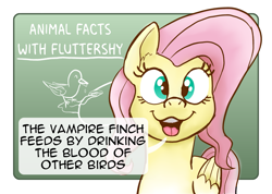 Size: 2499x1776 | Tagged: safe, artist:doodledonutart, imported from derpibooru, fluttershy, bird, pegasus, pony, chalkboard, dialogue, female, looking at you, mare, open mouth, solo, speech bubble, vampire finch