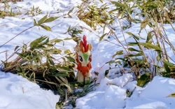 Size: 2048x1280 | Tagged: safe, imported from derpibooru, photographer:pakapaka1993, autumn blaze, kirin, pony, irl, japan, photo, plant, plushie, snow, solo, winter