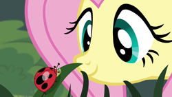 Size: 1280x720 | Tagged: safe, imported from derpibooru, screencap, fluttershy, insect, ladybug, pegasus, pony, it ain't easy being breezies, season 4, cute, female, grass, looking at each other, looking at someone, mane, mare, shyabetes