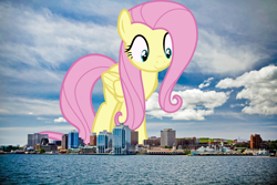 Size: 1600x1067 | Tagged: safe, artist:thegiantponyfan, artist:uponia, imported from derpibooru, fluttershy, pegasus, pony, canada, female, giant pegasus, giant pony, giantess, giantshy, halifax, highrise ponies, irl, macro, mare, mega giant, nova scotia, photo, ponies in real life