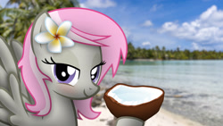 Size: 3265x1837 | Tagged: safe, artist:stormxf3, imported from derpibooru, oc, oc:sweet shutter, pegasus, pony, beach, coconut, female, flower, flower in hair, food, french polynesia, fruit, high res, irl, lidded eyes, mare, photo, ponies in real life