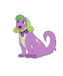 Size: 3600x4300 | Tagged: safe, artist:sashakruchkinatv, imported from derpibooru, spike, spike the regular dog, dog, equestria girls, collar, male, simple background, solo, spike the dog, tongue out, transparent background
