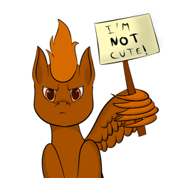 Size: 1000x1000 | Tagged: safe, artist:windy, imported from derpibooru, oc, oc only, oc:windflyer, pegasus, pony, annoyed, blatant lies, colored pupils, i'm not cute, lidded eyes, looking at you, male, sign, simple background, solo, stallion, text, transparent background, wing hands, wing hold, wings