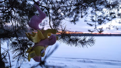 Size: 1280x720 | Tagged: safe, artist:mgrdash, imported from derpibooru, fluttershy, bat pony, bat ponified, flutterbat, irl, photo, plushie, race swap, snow, tree, winter