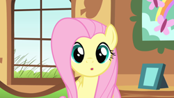 Size: 1920x1080 | Tagged: safe, imported from derpibooru, screencap, fluttershy, pegasus, pony, a bird in the hoof, season 1, :o, couch, cute, female, fluttershy's cottage, grass, looking at you, mare, open mouth, picture frame, shyabetes, solo, weapons-grade cute, window