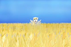 Size: 1280x854 | Tagged: safe, artist:addelum, imported from derpibooru, derpy hooves, pegasus, pony, field, food, happy, smiling, solo, spread wings, wheat, wings