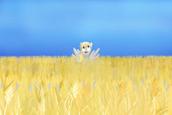 Size: 1095x730 | Tagged: safe, artist:addelum, imported from derpibooru, derpy hooves, pegasus, pony, field, food, smiling, solo, spread wings, wheat, wings