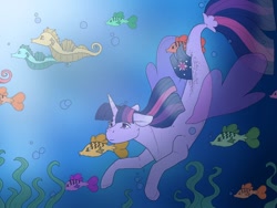 Size: 512x384 | Tagged: safe, artist:unknownfilters, imported from derpibooru, twilight sparkle, alicorn, fish, pony, sea pony, seapony (g4), blue background, bubble, clothes, crepuscular rays, dorsal fin, female, fin wings, fins, fish tail, flowing mane, flowing tail, horn, mare, ocean, purple eyes, seaponified, seapony twilight, seaquestria, seaweed, see-through, simple background, solo, species swap, sunlight, swimming, tail, twilight sparkle (alicorn), underwater, water, wings