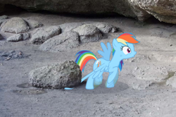 Size: 488x324 | Tagged: safe, artist:didgereethebrony, imported from derpibooru, rainbow dash, pegasus, pony, may the best pet win, cropped, female, irl, mare, photo, ponies in real life, rock, stuck
