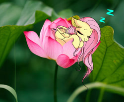 Size: 1170x964 | Tagged: safe, alternate version, artist:dawnflame, imported from derpibooru, fluttershy, pony, cute, irl, photo, ponies in real life, shyabetes, sleeping, tiny, tiny ponies, waterlily