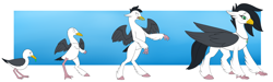 Size: 3000x900 | Tagged: safe, artist:tomek1000, imported from derpibooru, bird, hippogriff, seagull, blushing, jewelry, necklace, pearl necklace, shocked, shocked expression, transformation, transformation sequence