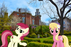 Size: 2100x1400 | Tagged: safe, artist:dashiesparkle edit, artist:flutterguy317, artist:mlplover94, edit, imported from derpibooru, lily, lily valley, roseluck, earth pony, pony, duo, female, flower, flower in hair, garden, irl, kentucky, lexington, lily (flower), looking at you, mare, photo, ponies in real life, raised hoof, smiling, smiling at you, tail, two toned mane, two toned tail