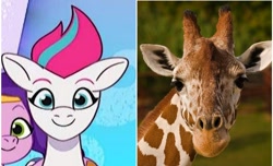 Size: 1496x908 | Tagged: safe, edit, imported from derpibooru, screencap, pipp petals, zipp storm, giraffe, pegasus, pony, comparison, g5, irl, irl animal, my little pony: tell your tale, photo