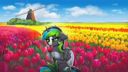 Size: 3840x2160 | Tagged: safe, artist:confetticakez, imported from derpibooru, oc, oc only, alicorn, pony, alicorn oc, field, flower, horn, scenery, solo, tulip, windmill, wings