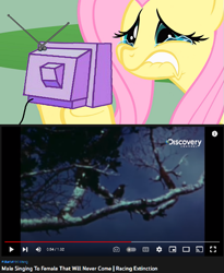 Size: 561x685 | Tagged: safe, imported from derpibooru, fluttershy, bird, pony, alone, crying, discovery channel, exploitable meme, extinct, fluttercry, kauaʻi ʻōʻō, meme, obligatory pony, sad, tv meme, youtube