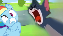 Size: 1280x720 | Tagged: safe, edit, edited screencap, imported from derpibooru, screencap, rainbow dash, cat, pegasus, pony, newbie dash, angry, female, male, mare, screaming, tom and jerry, tom cat, yelling