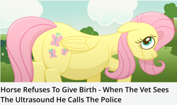 Size: 2058x1216 | Tagged: safe, artist:xppp1n, imported from ponybooru, fluttershy, pegasus, pony, embarrassed, female, mare, meme, ponified, ponified animal photo, ponified meme, pregnant, solo