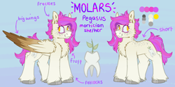 Size: 1600x800 | Tagged: safe, artist:molars, imported from derpibooru, oc, oc only, oc:molars, pegasus, pony, back freckles, cheek fluff, chest fluff, doodle, ear fluff, female, freckles, large wings, pink, ponysona, reference sheet, solo, unshorn fetlocks, wings