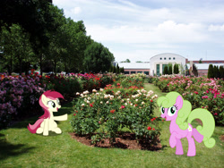 Size: 2560x1920 | Tagged: safe, artist:bluemeganium, artist:dashiesparkle, artist:mlplover94, imported from derpibooru, daisy, flower wishes, roseluck, earth pony, pony, boise, duo, female, flower, garden, high res, idaho, irl, looking at you, mare, museum, open mouth, photo, ponies in real life, smiling