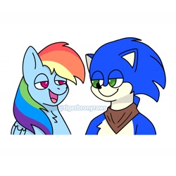 Size: 2022x2022 | Tagged: safe, artist:tigerbronyrawr, imported from derpibooru, rainbow dash, hedgehog, pegasus, pony, bandana, crossover, duo, looking at each other, looking at someone, simple background, sonic boom, sonic the hedgehog, sonic the hedgehog (series), talking, white background