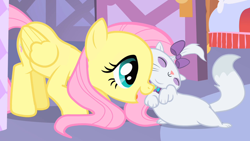 Size: 1280x720 | Tagged: safe, imported from derpibooru, screencap, fluttershy, opalescence, cat, pegasus, pony, season 1, stare master, cuddling, cute, daaaaaaaaaaaw, duo, duo female, female, mare, opalbetes, open mouth, purring, shyabetes