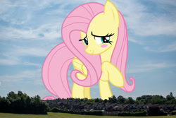 Size: 2048x1365 | Tagged: safe, artist:cloudy glow, artist:thegiantponyfan, imported from derpibooru, fluttershy, pegasus, pony, blushing, cute, daaaaaaaaaaaw, england, female, giant pegasus, giant pony, giantess, giantshy, highrise ponies, irl, macro, mare, mega giant, nottingham, photo, ponies in real life, shyabetes, smiling, united kingdom