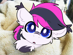 Size: 1440x1080 | Tagged: safe, artist:goyini01, imported from derpibooru, oc, oc only, oc:lance, bat pony, pony, blanket, chest fluff, irl, multicolored hair, photo, pink hair, ponies in real life, real life background, solo