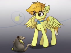 Size: 1334x1000 | Tagged: safe, artist:breakdream, imported from derpibooru, oc, oc only, oc:lemon squeezy, pegasus, pony, rat, bandana, eye clipping through hair, eyebrows, eyebrows visible through hair, food, gradient background, lemon, solo, spread wings, wings